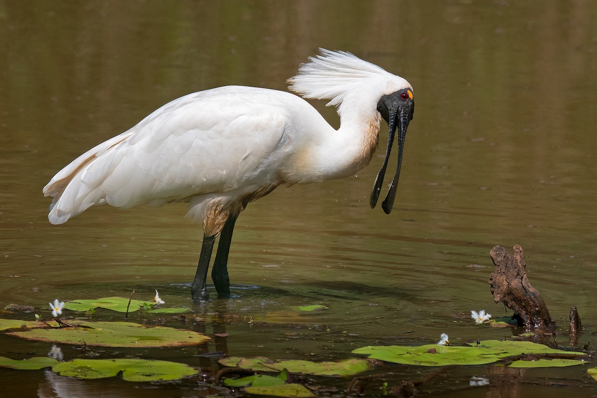 Royal Spoonbill - ML186754941