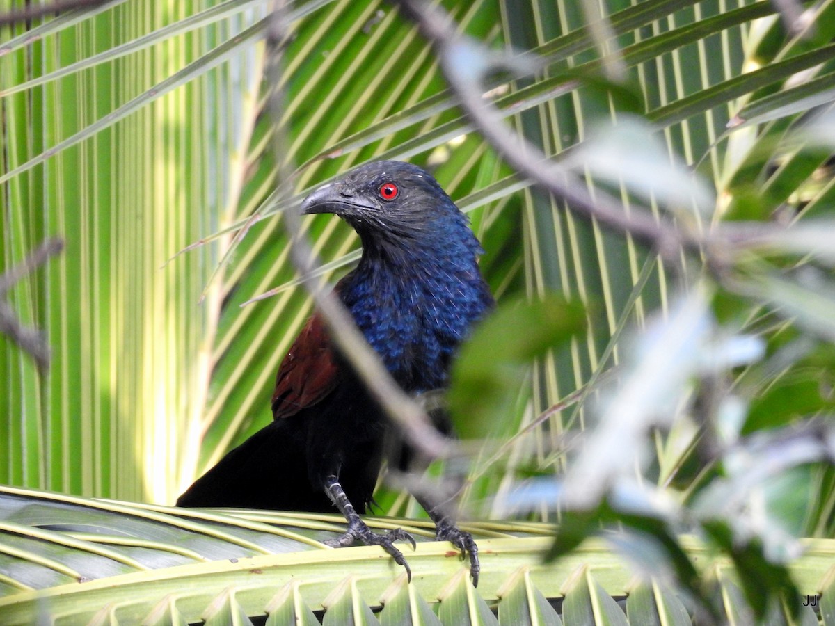 Greater Coucal - ML186755091