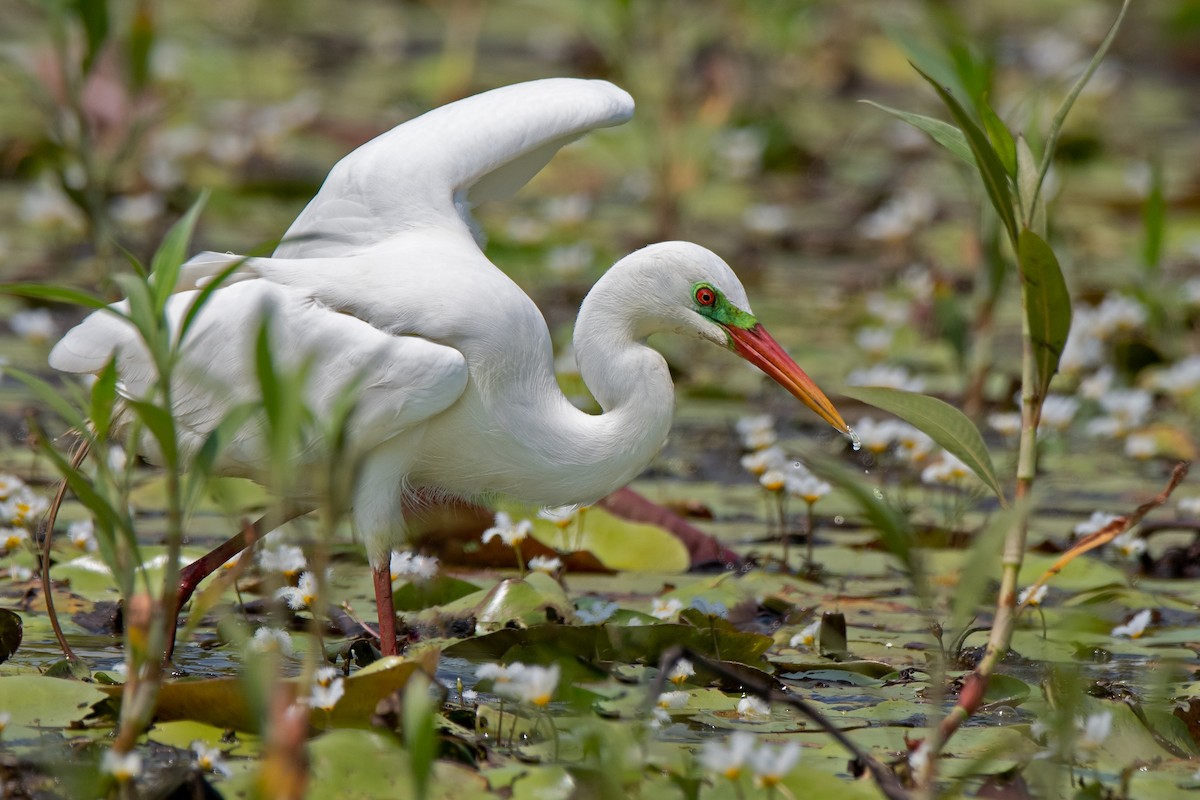 Plumed Egret - ML186755191