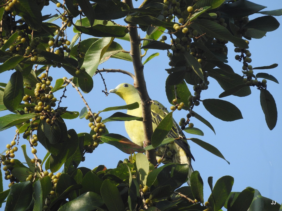 Gray-fronted Green-Pigeon - ML186755221