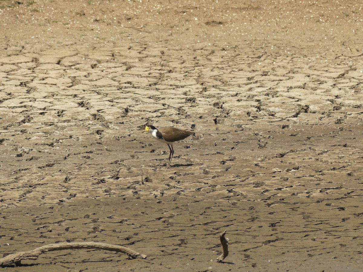 Masked Lapwing - ML186755811