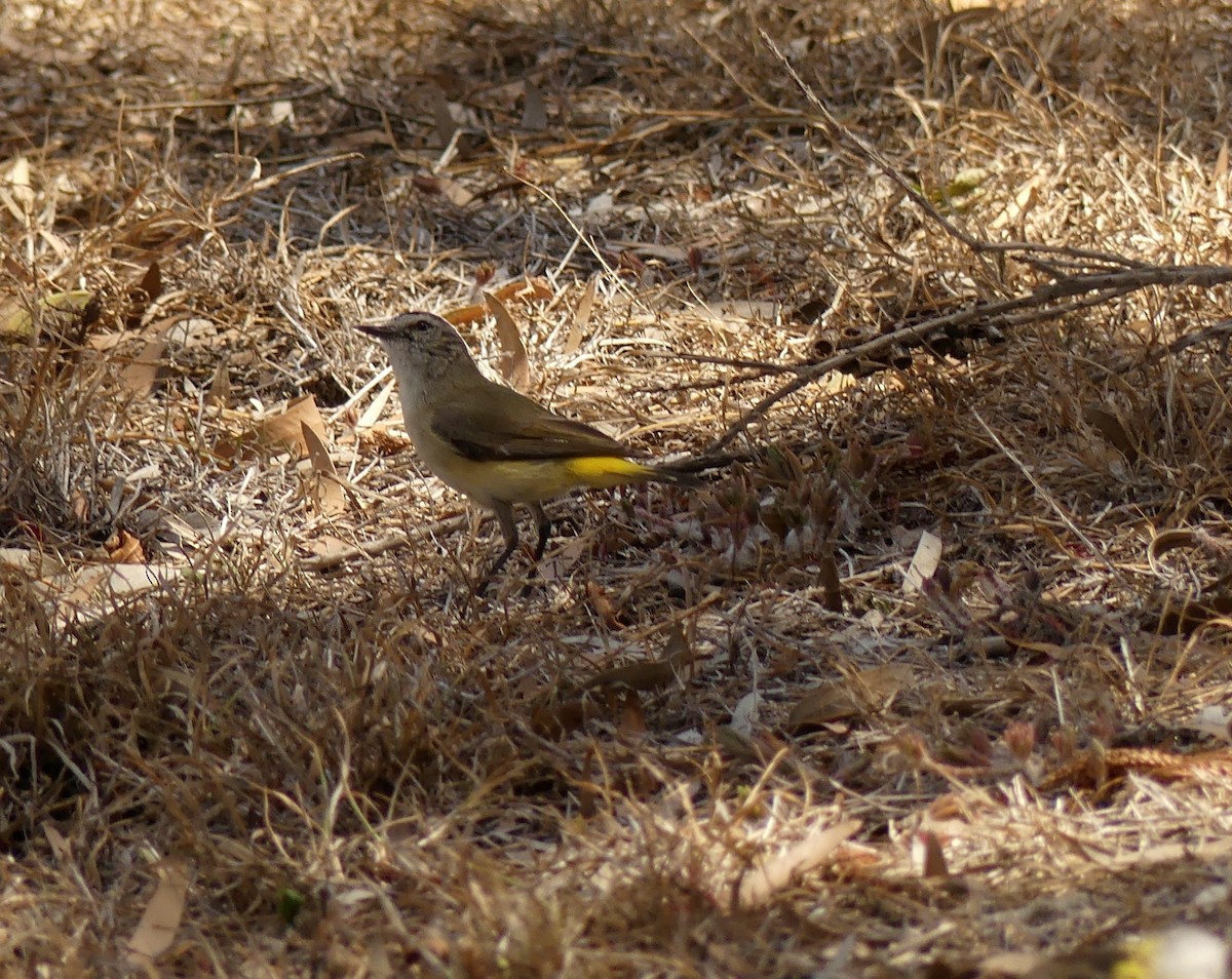 Yellow-rumped Thornbill - ML186756351