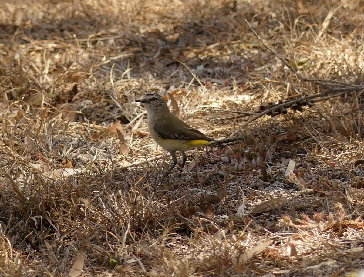 Yellow-rumped Thornbill - ML186756361