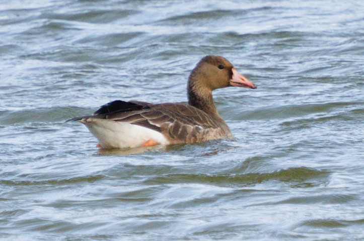 Greater White-fronted Goose - ML186757381