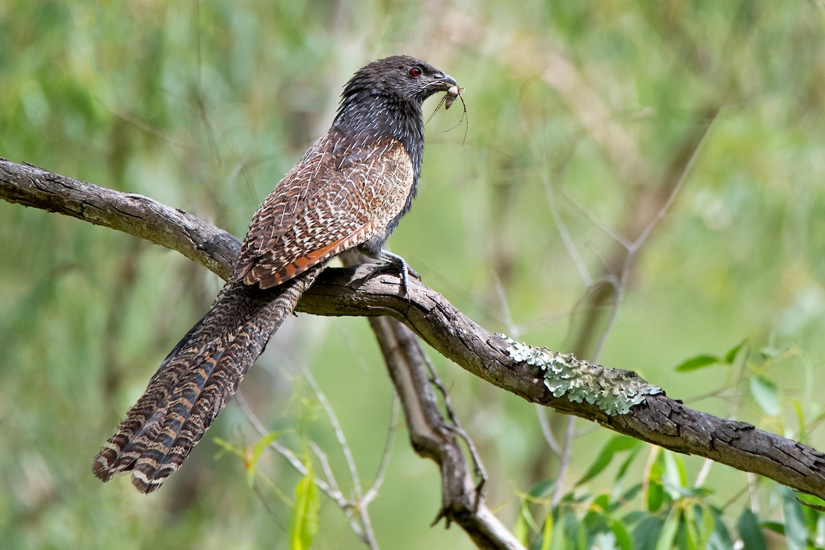 Pheasant Coucal - ML186757421