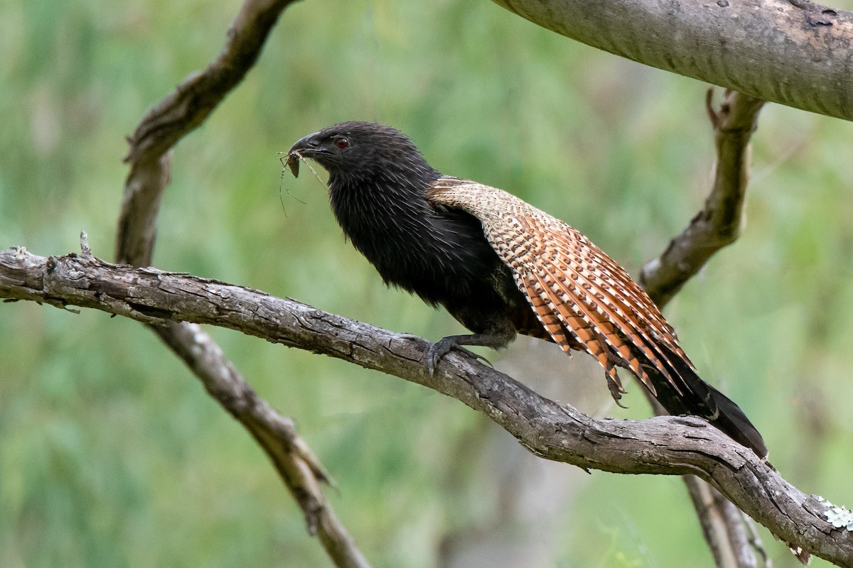 Pheasant Coucal - ML186757521