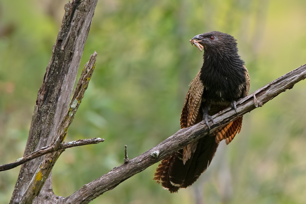 Pheasant Coucal - ML186757531