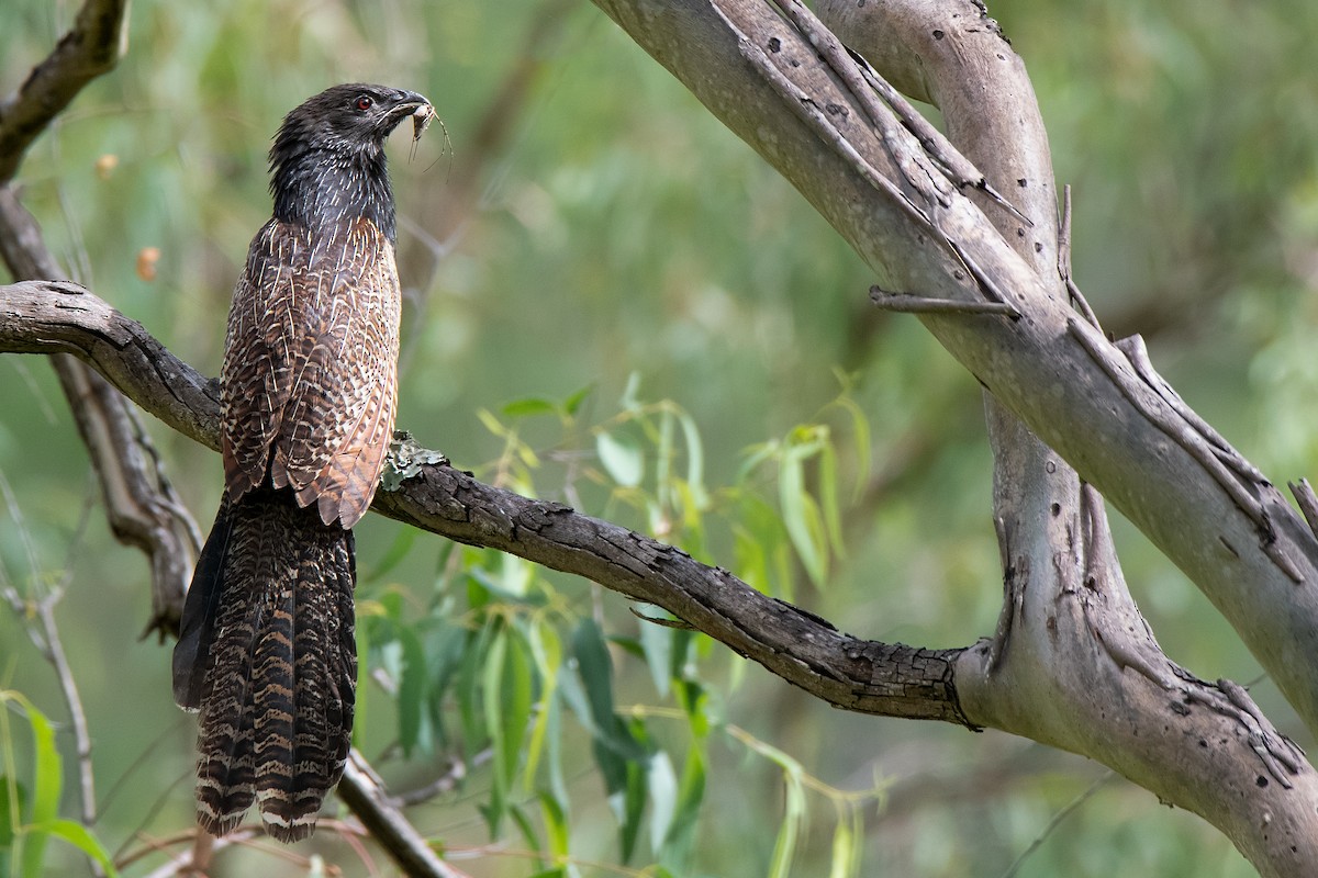 Pheasant Coucal - ML186757631