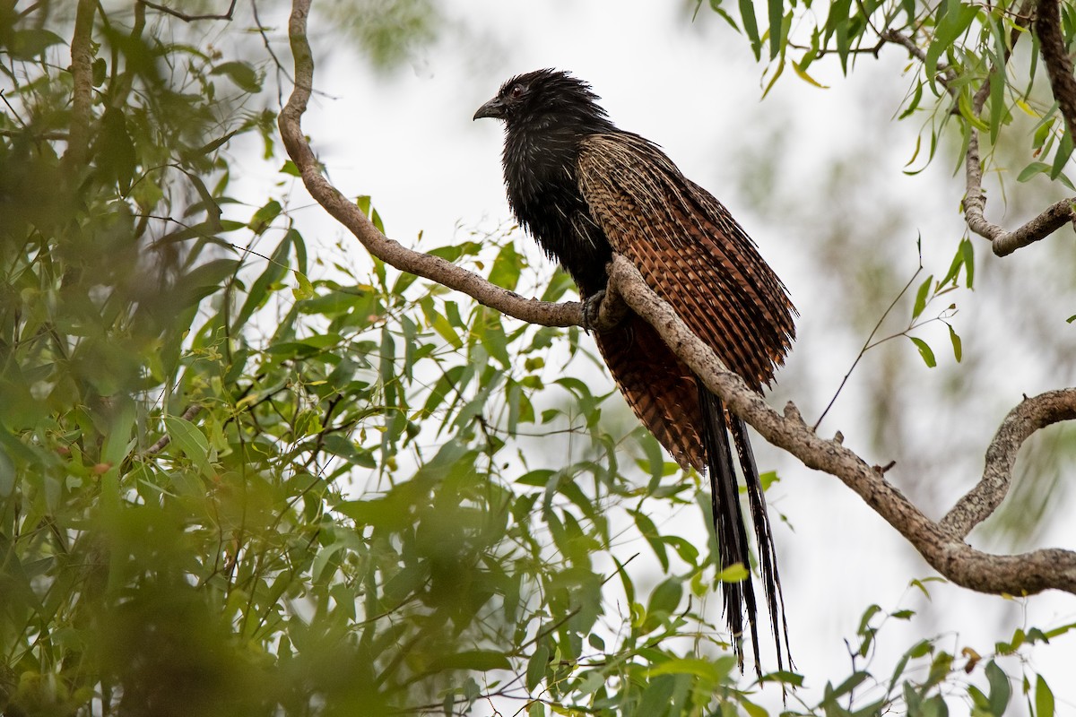 Pheasant Coucal - ML186757661