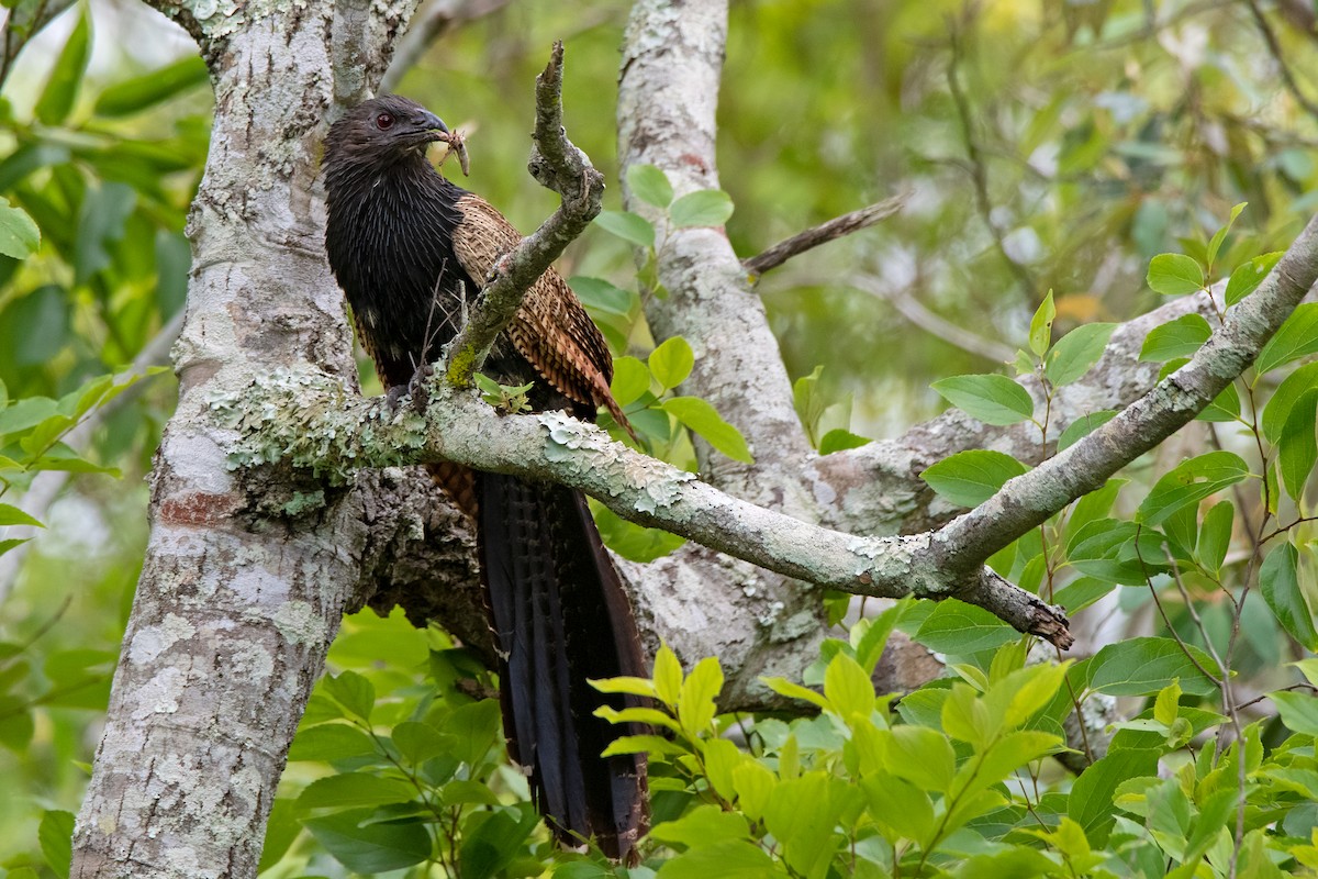 Pheasant Coucal - ML186757681