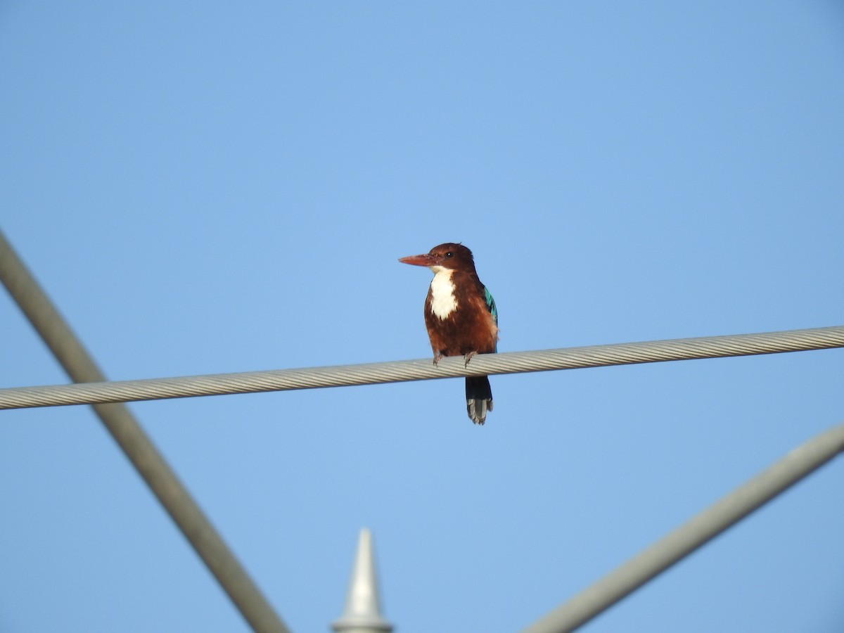 White-throated Kingfisher - ML186758541