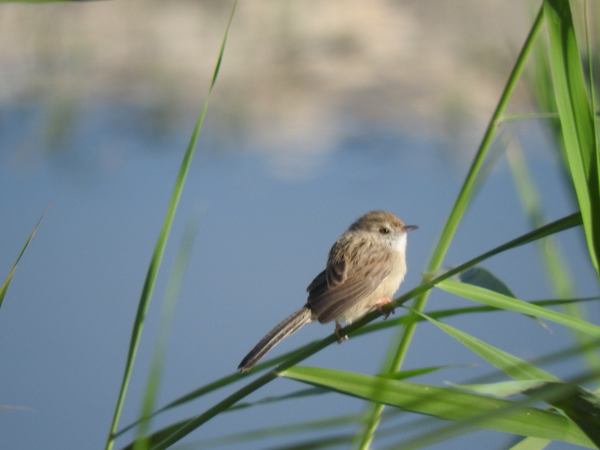 Delicate Prinia - ML186758601