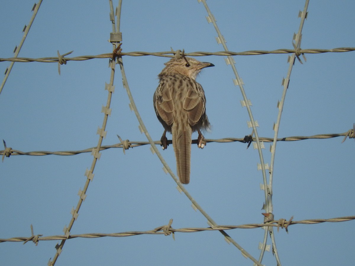 Iraq Babbler - ML186758611