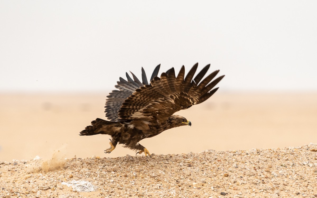 Steppe Eagle - Guruprasad Hegde