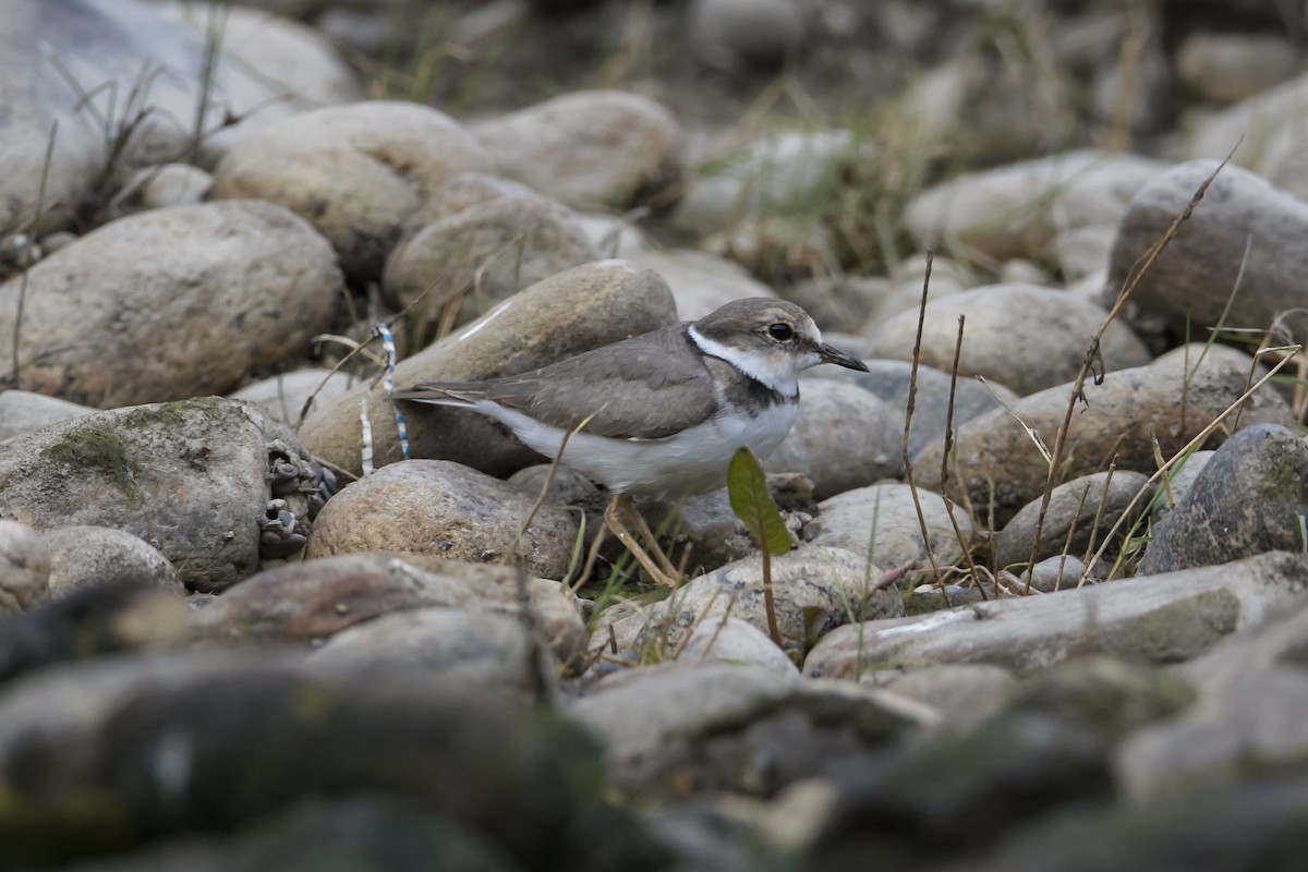 Long-billed Plover - ML186759241