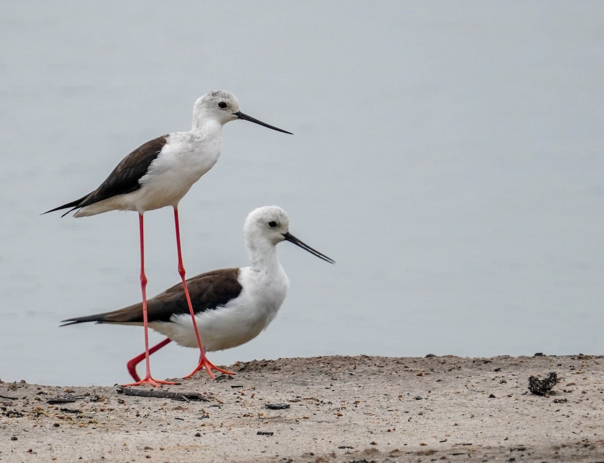 Black-winged Stilt - LA Phanphon