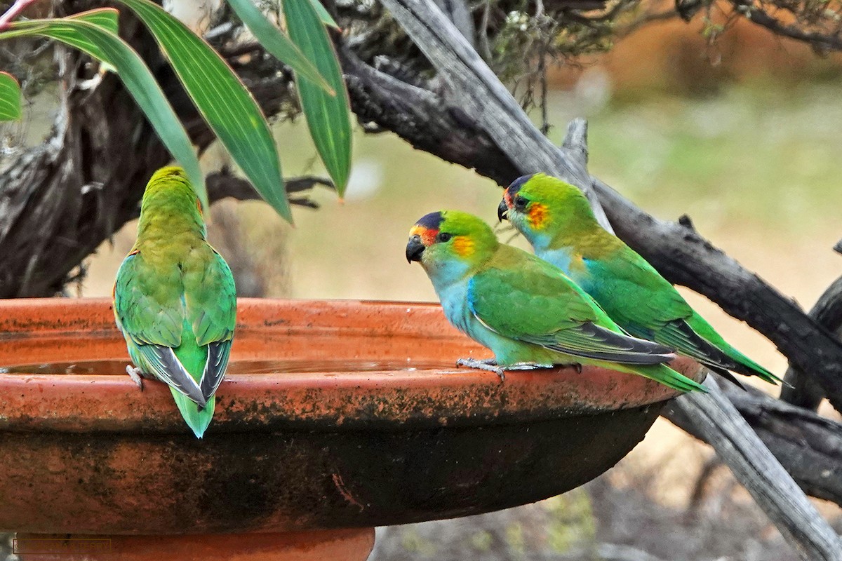 Purple-crowned Lorikeet - Roksana and Terry