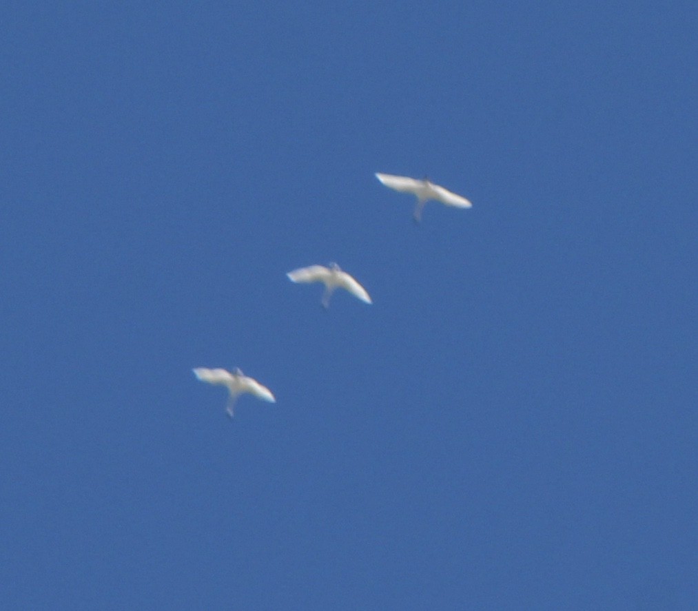 Tundra Swan - ML186761951