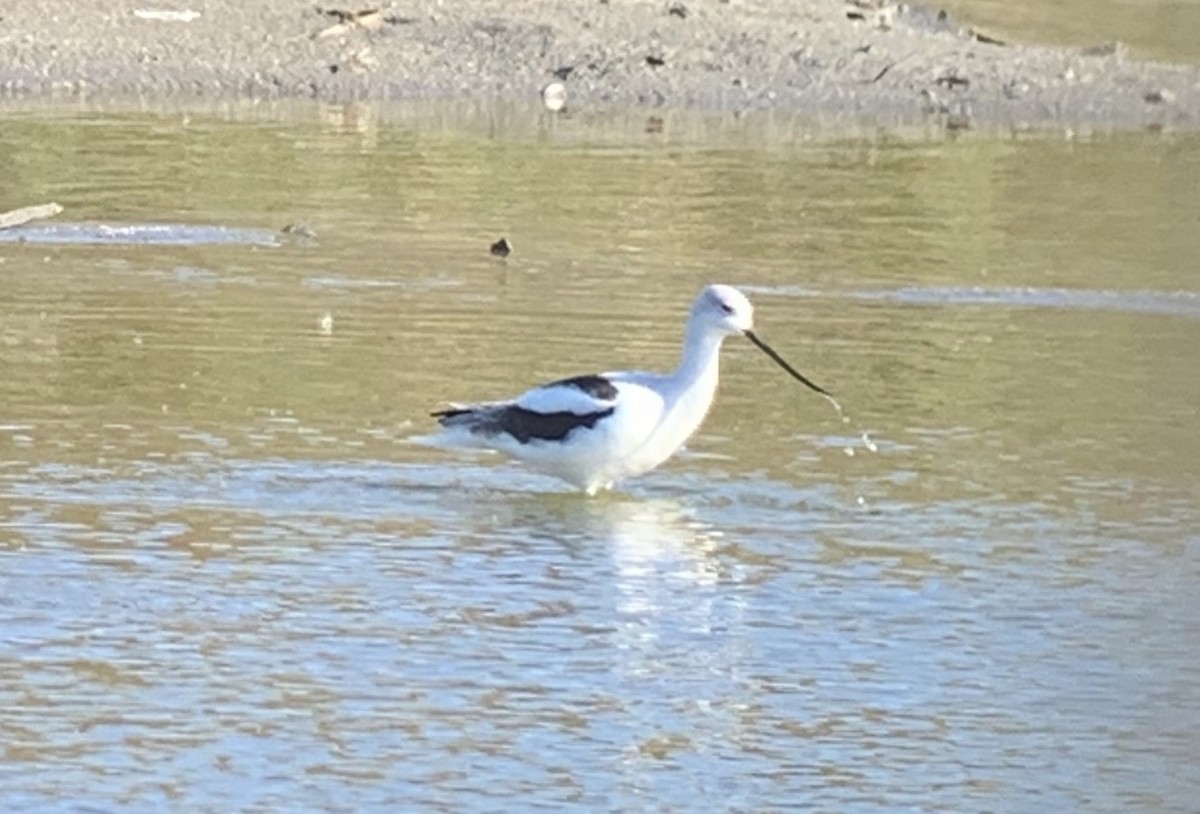 Avoceta Americana - ML186762371