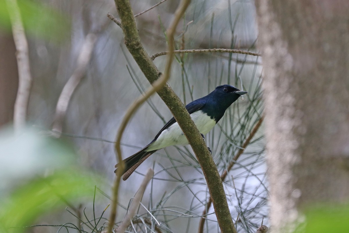 Satin Flycatcher - Rick Franks