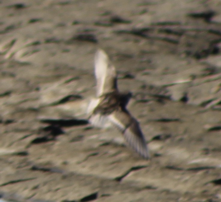 Baird's Sandpiper - ML186762421