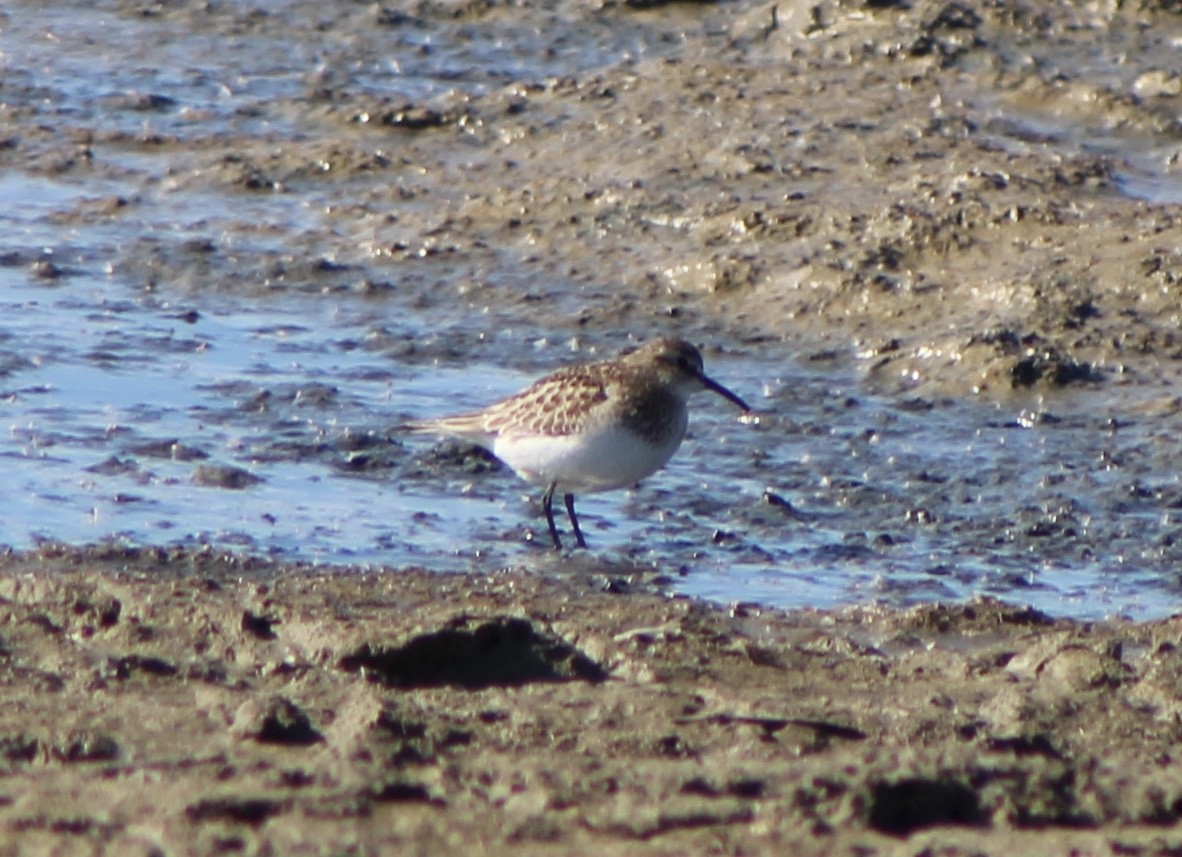 Baird's Sandpiper - ML186762431