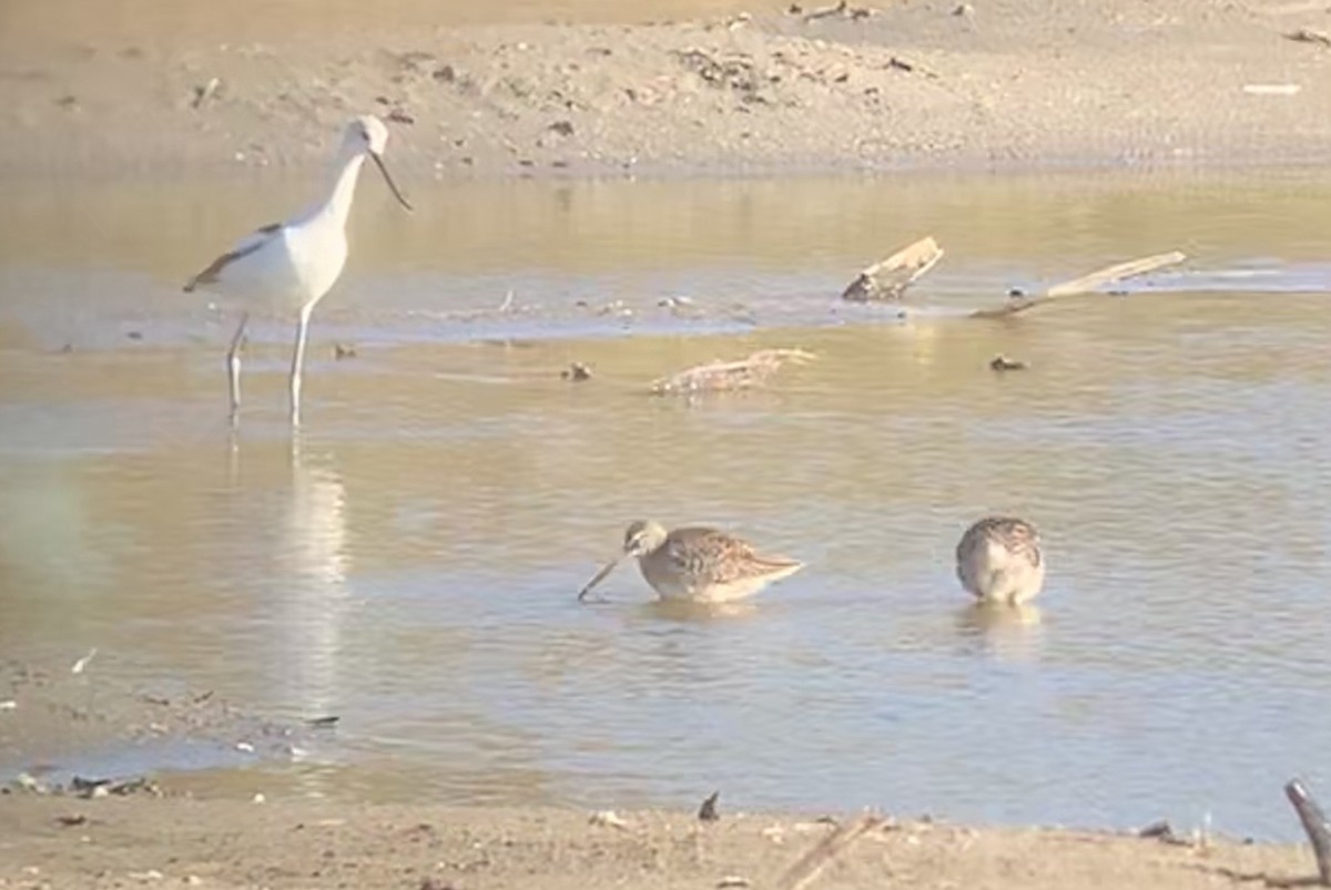 Long-billed Dowitcher - ML186762461