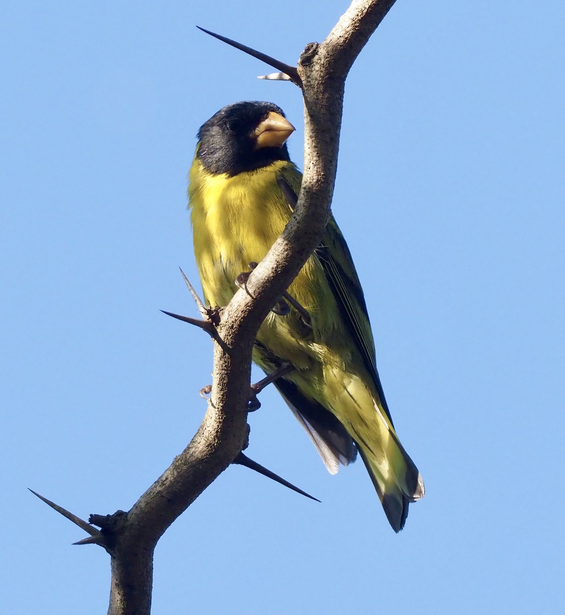 Antillean Siskin - ML186762791