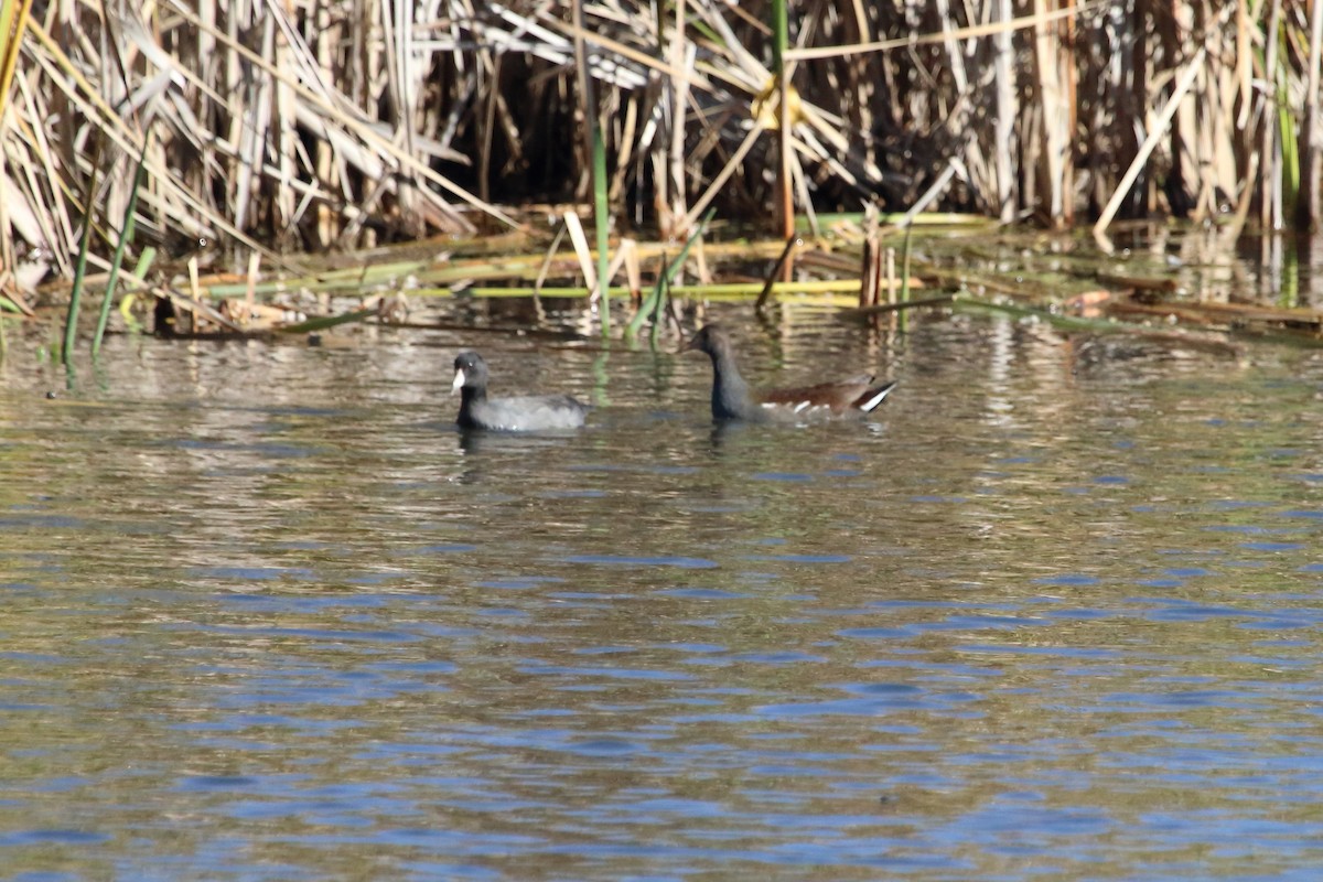 Common Gallinule - Chris Petherick