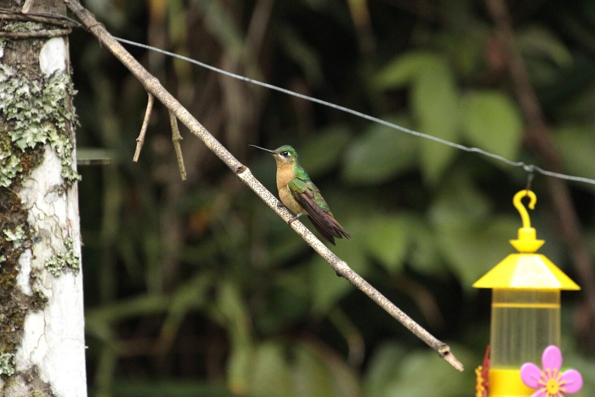 Colibri rubis-émeraude - ML186764281