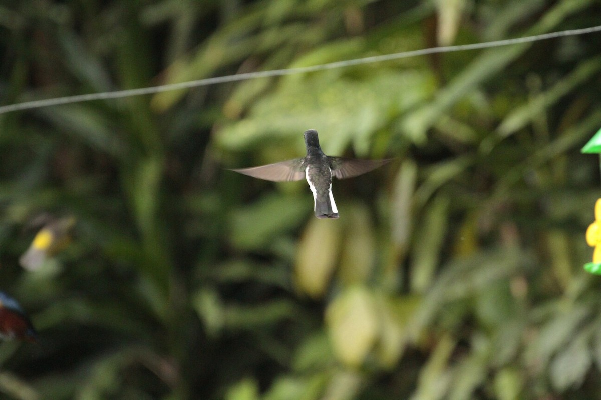 kolibřík černobílý - ML186764331