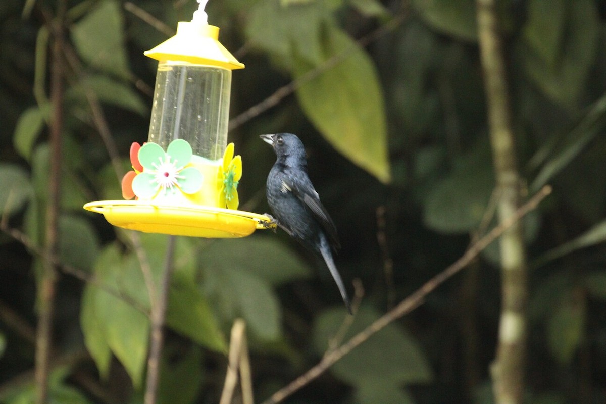 Ruby-crowned Tanager - Pedro Plans