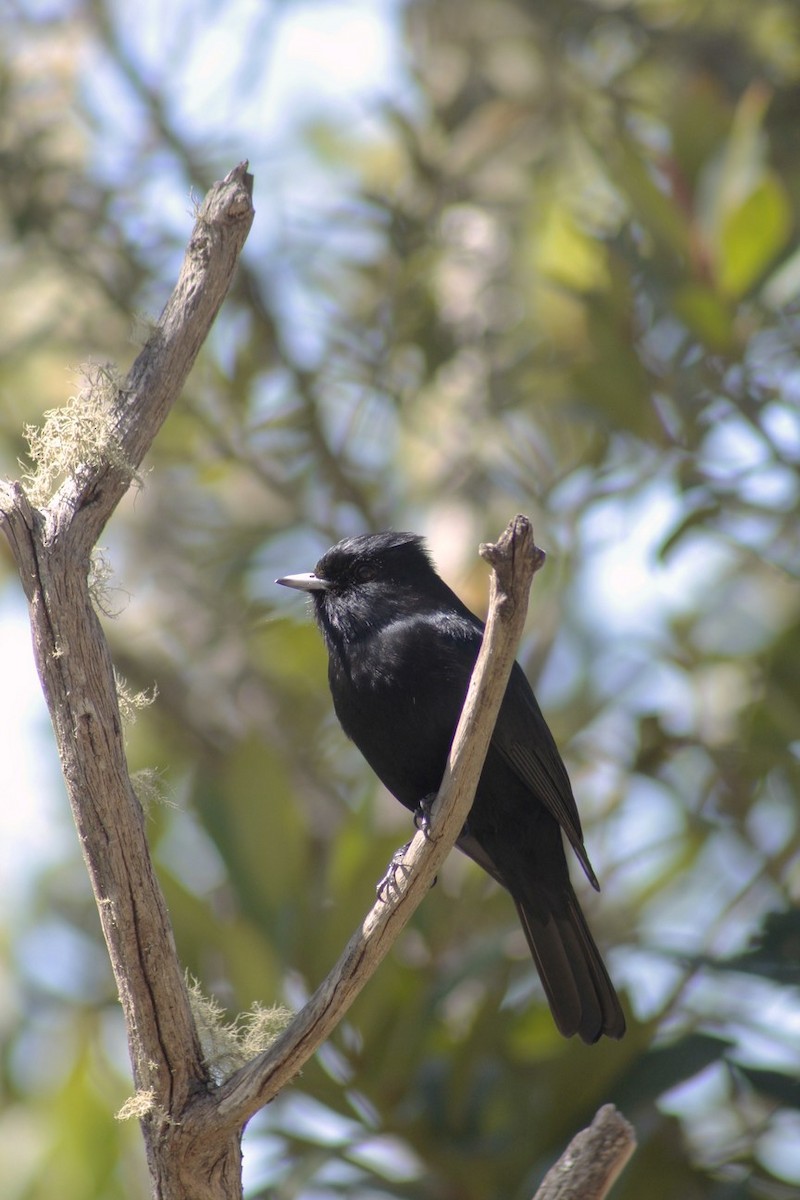 Blue-billed Black-Tyrant - ML186764901