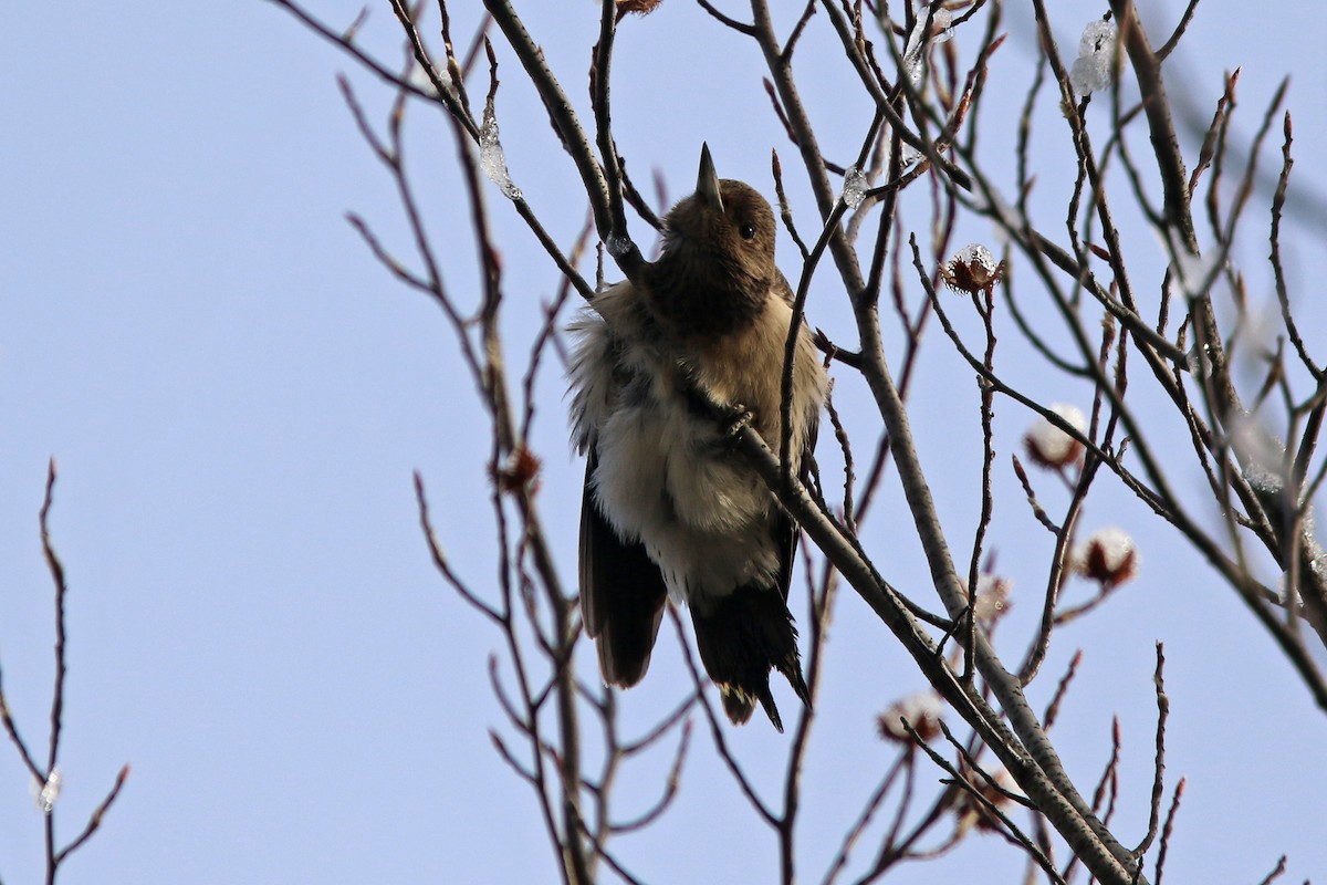 Red-headed Woodpecker - ML186765041