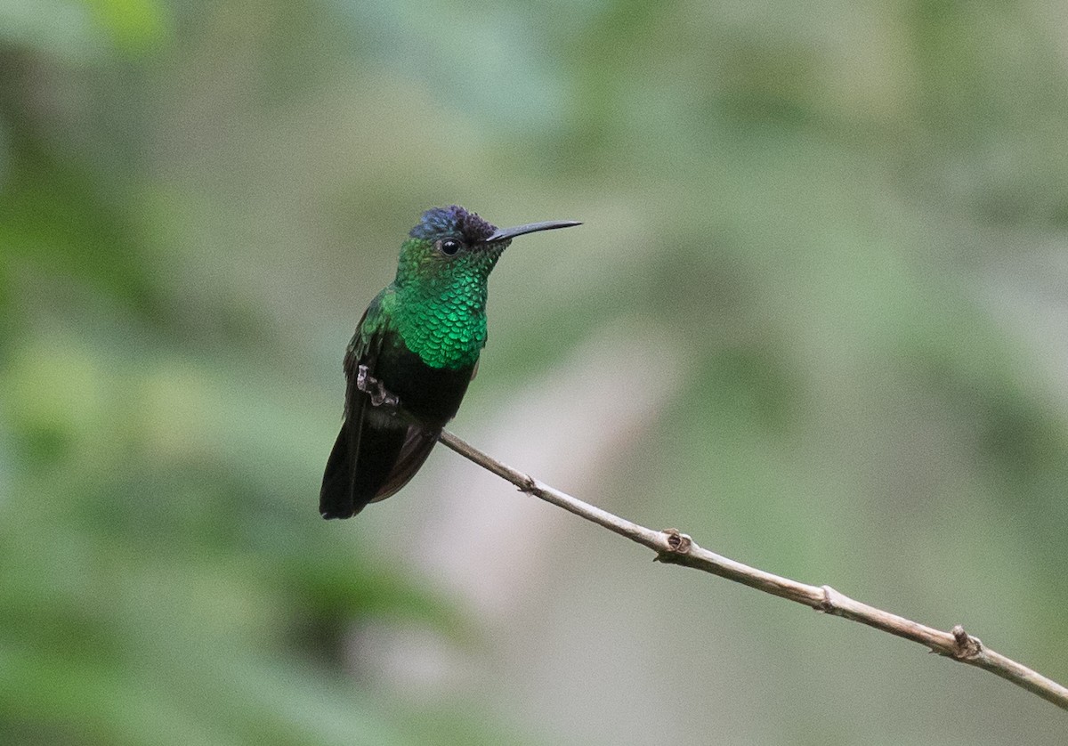 Mexican Woodnymph - ML186765481