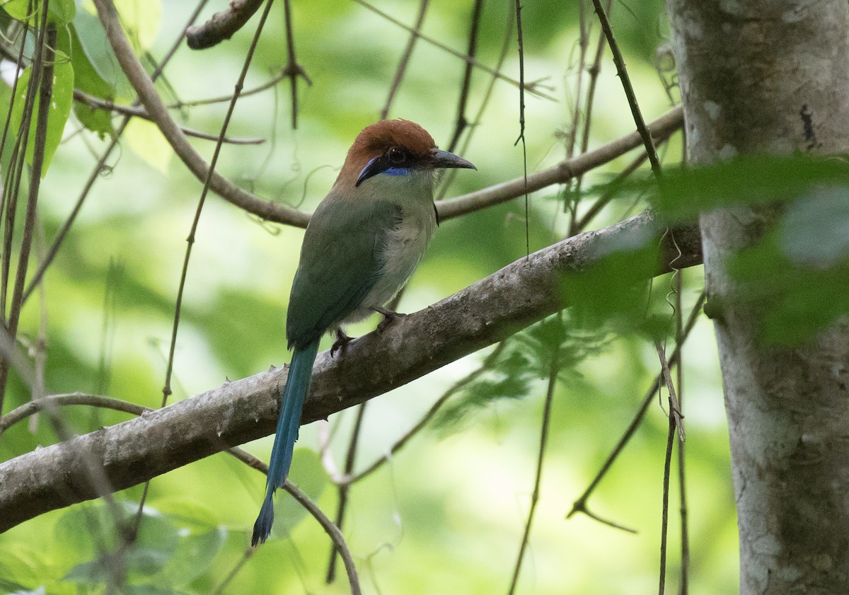 Russet-crowned Motmot - Simon Best