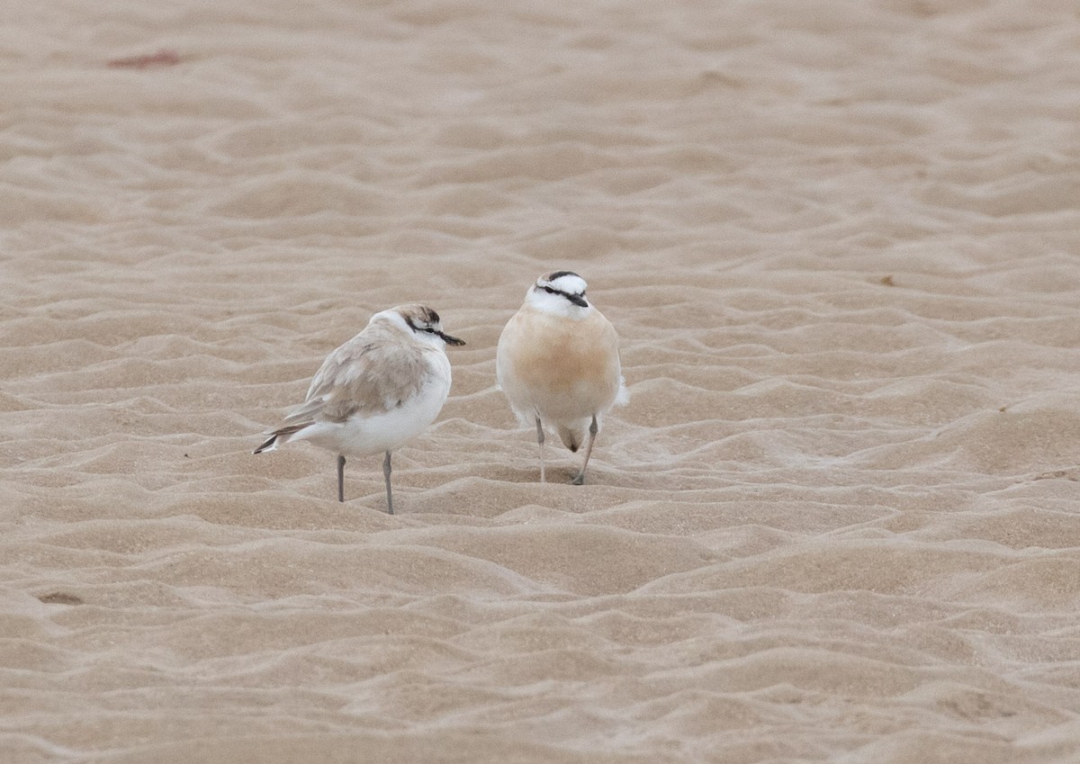 White-fronted Plover - ML186765891