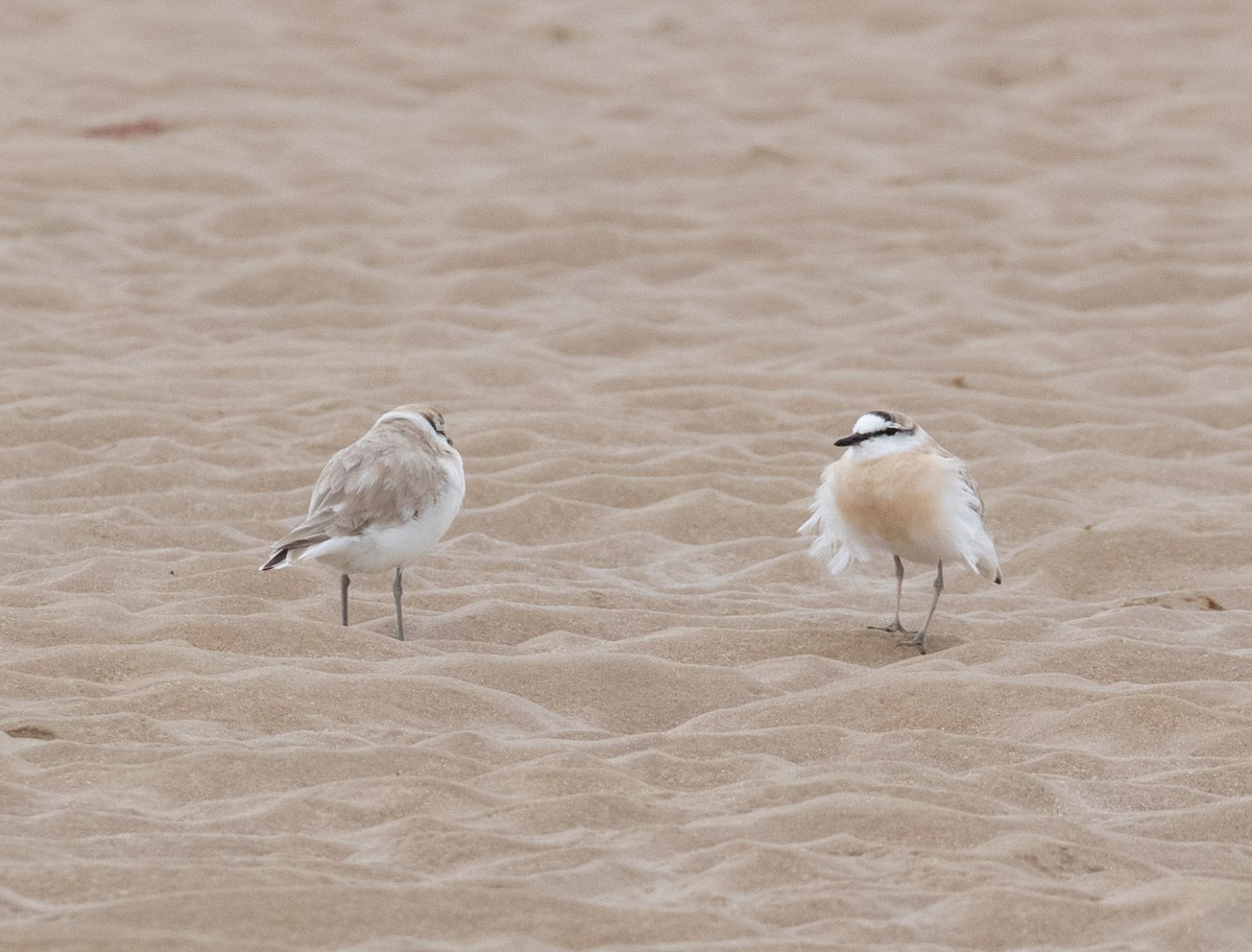 White-fronted Plover - ML186765911