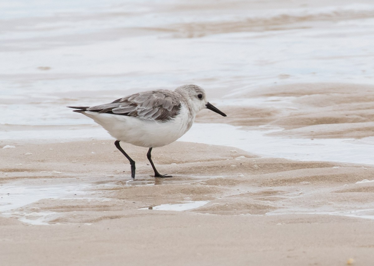 Sanderling - Richard Webber