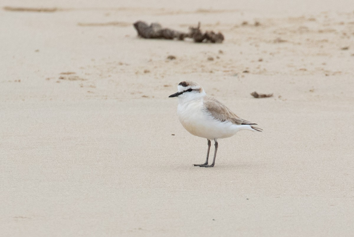 White-fronted Plover - ML186766001
