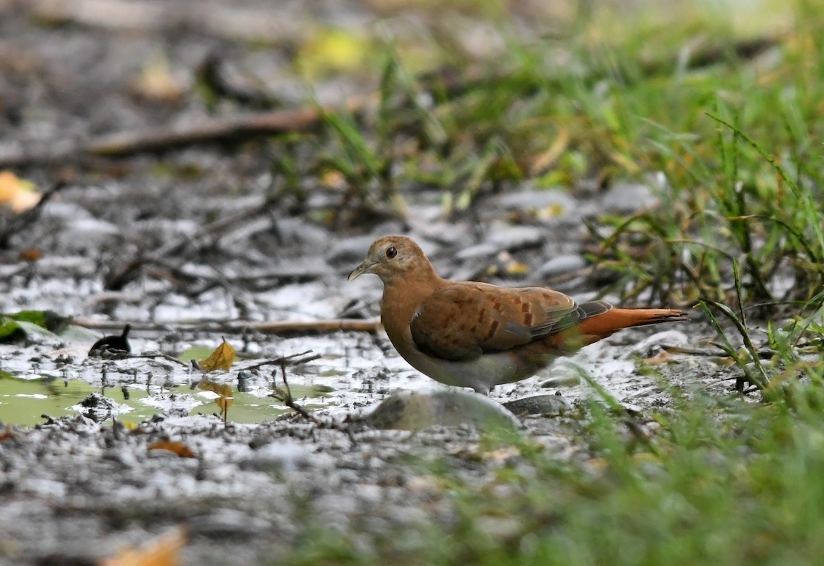 Blue Ground Dove - ML186767281