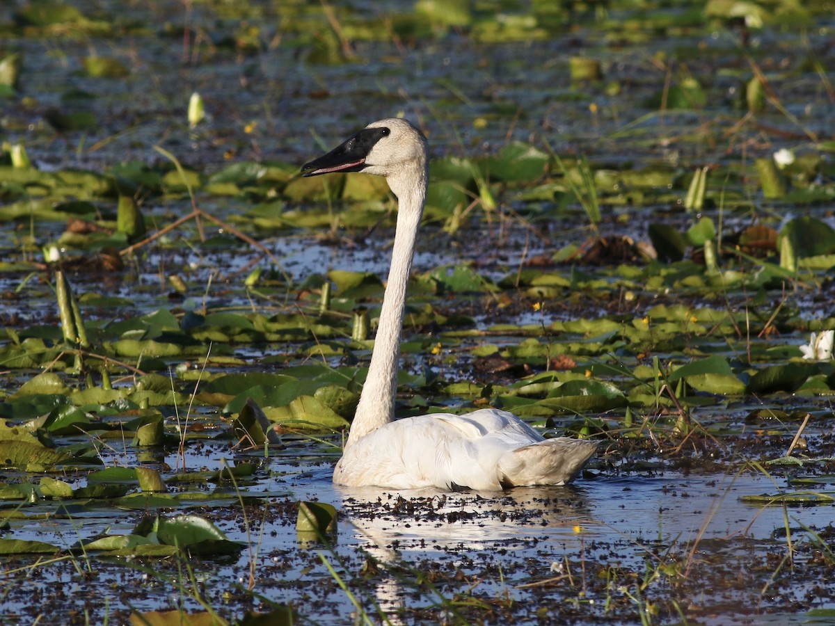 Trumpeter Swan - ML186768671