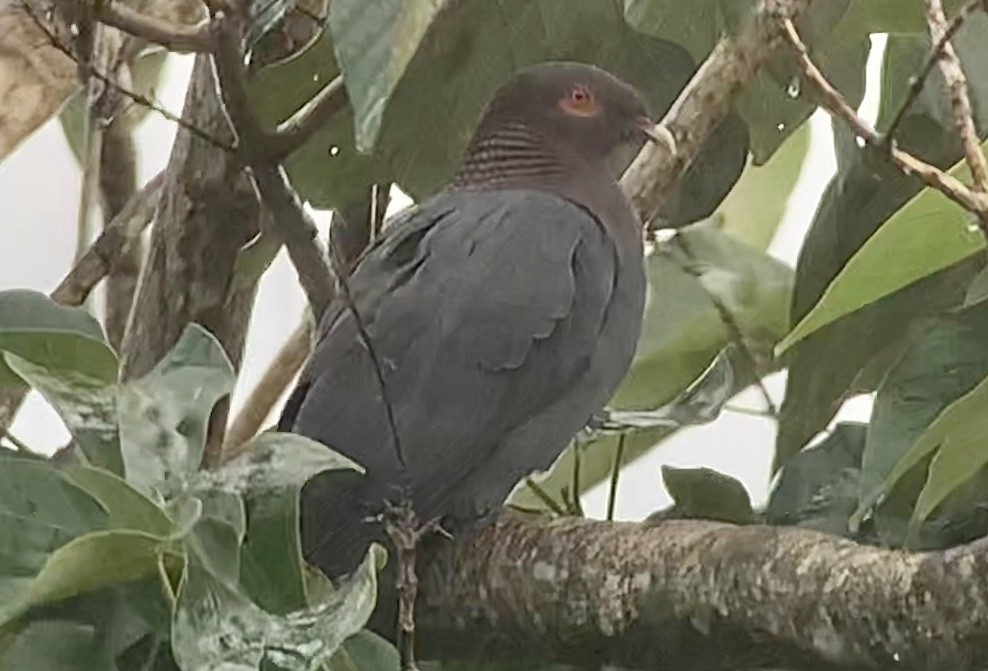 Scaly-naped Pigeon - ML186768771