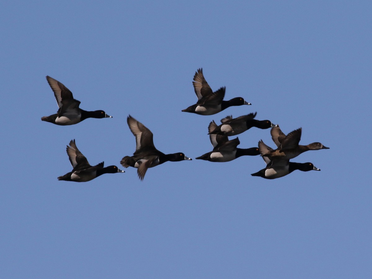 Ring-necked Duck - ML186768981