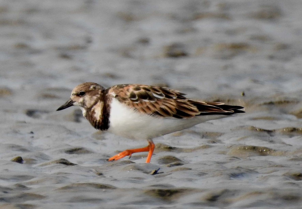 Ruddy Turnstone - ML186769631