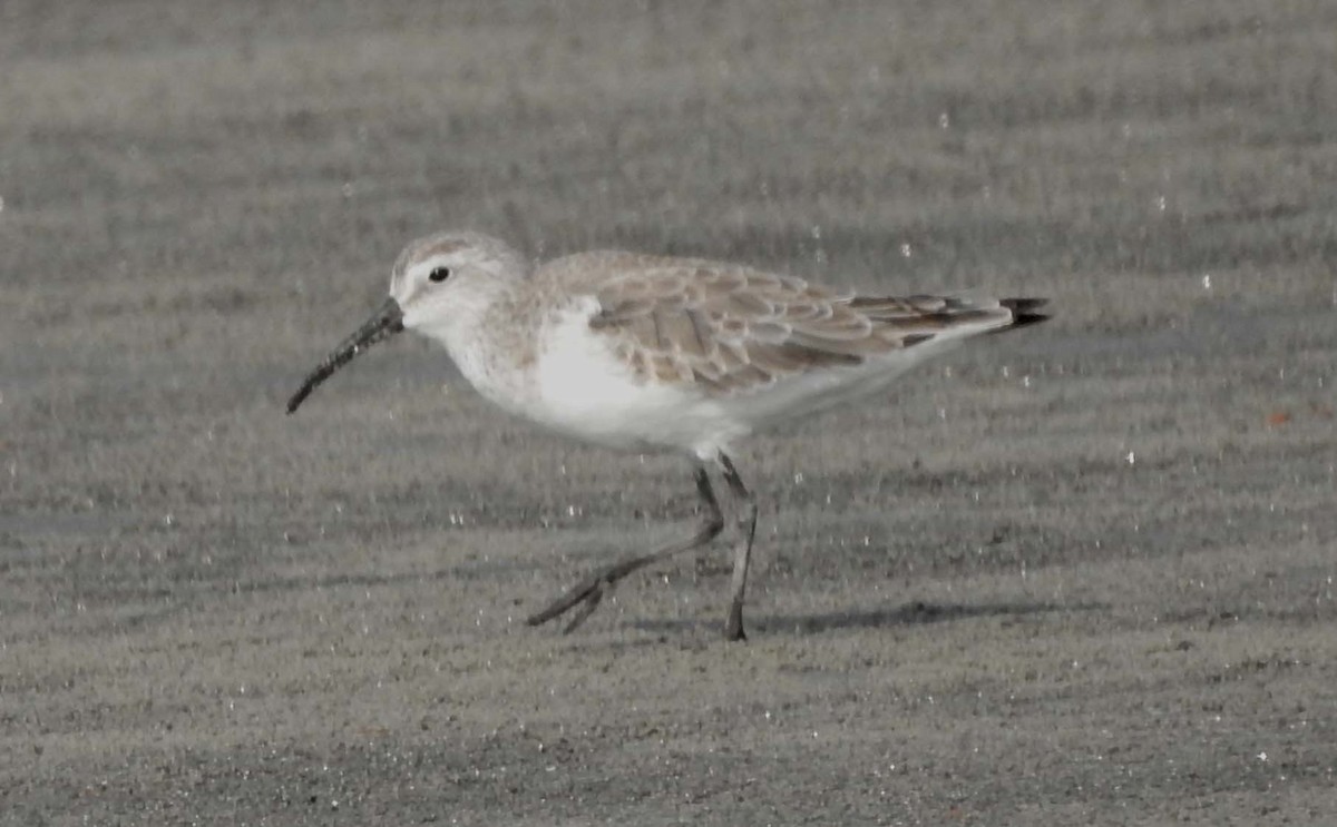 Curlew Sandpiper - Surajit  Bhadra Roy