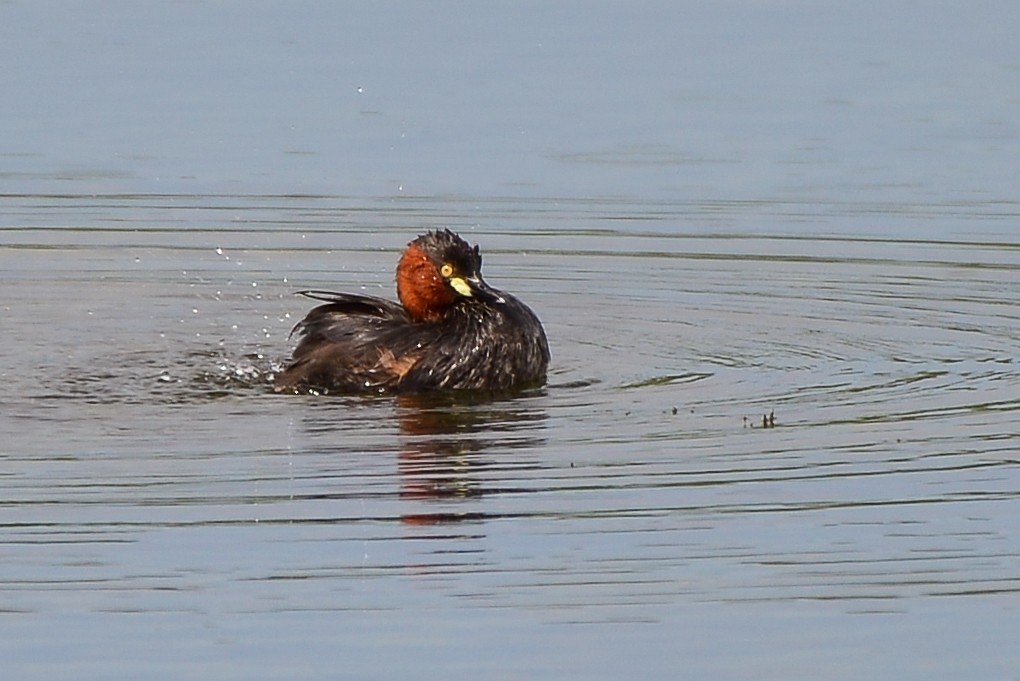 Little Grebe - ML186769711