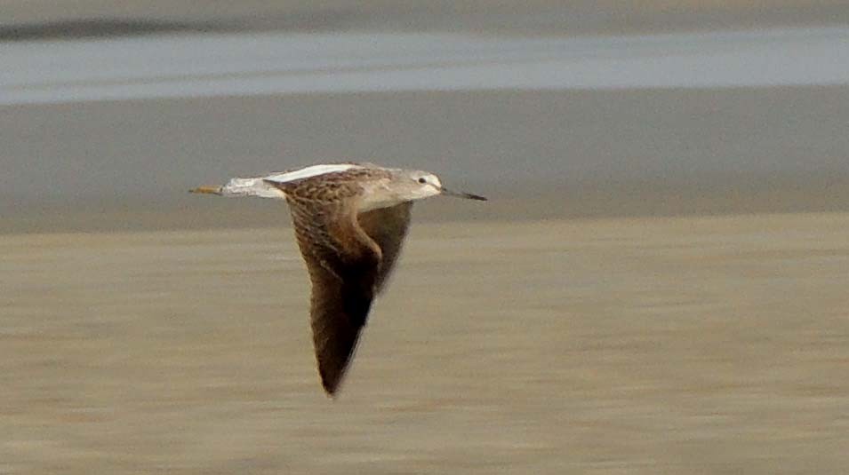 Common Greenshank - ML186769721