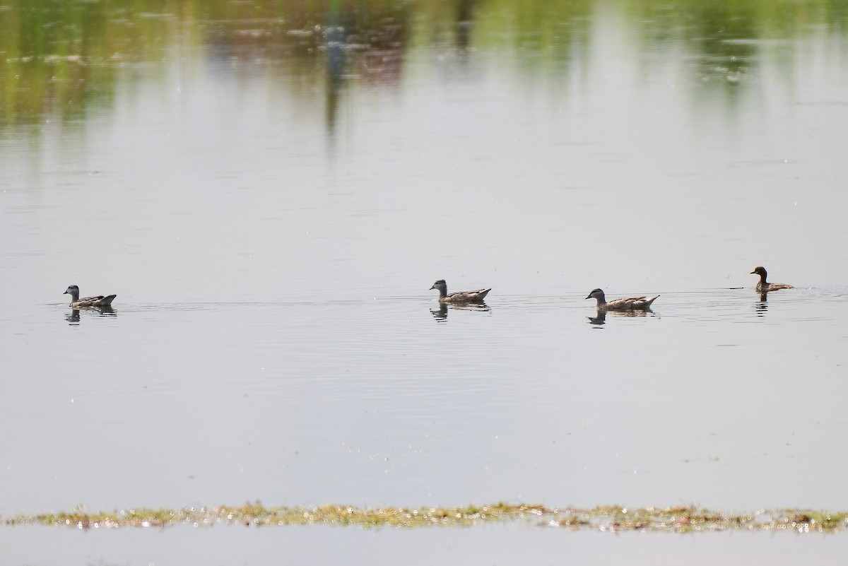 Cotton Pygmy-Goose - ML186769921