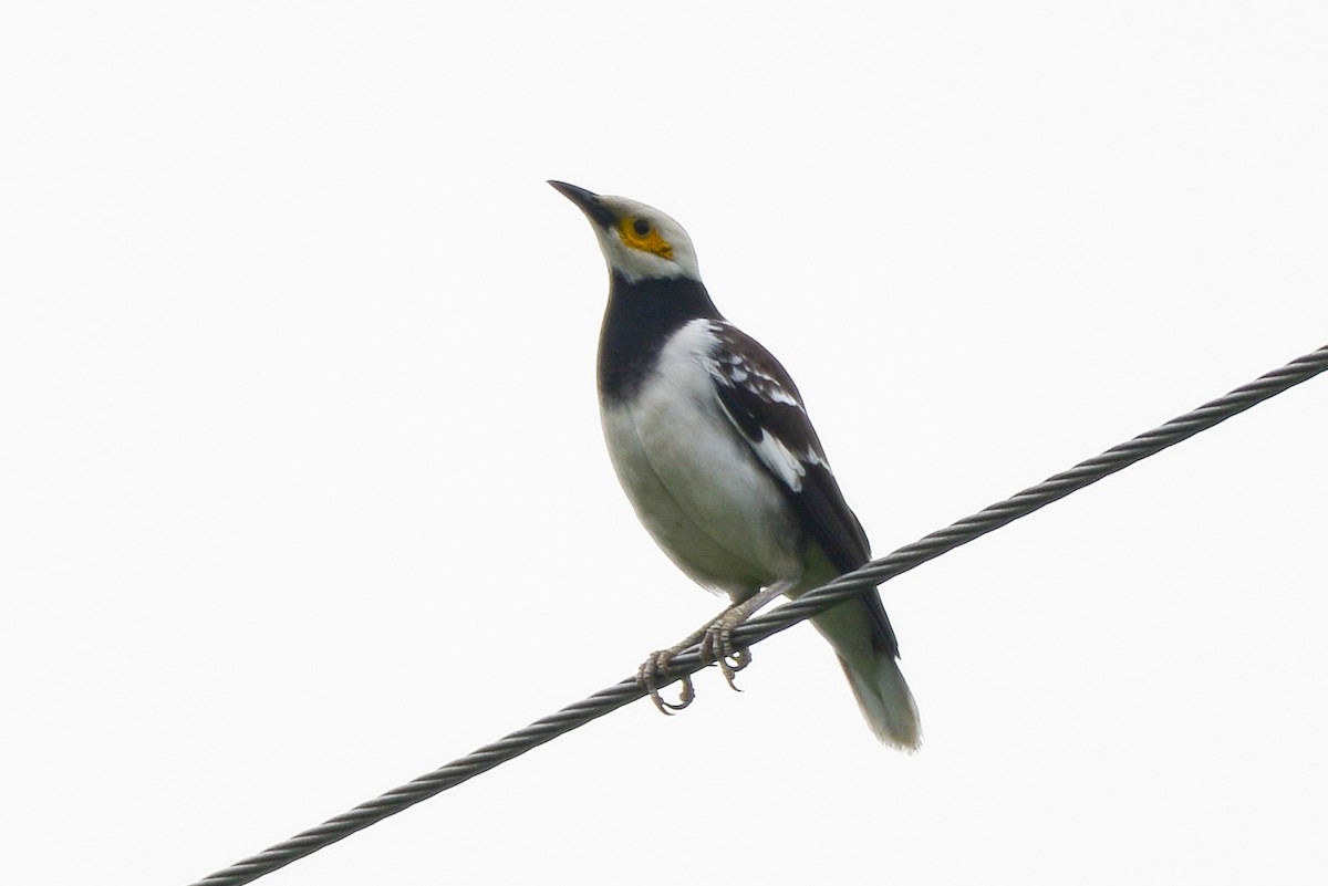 Black-collared Starling - ML186770021